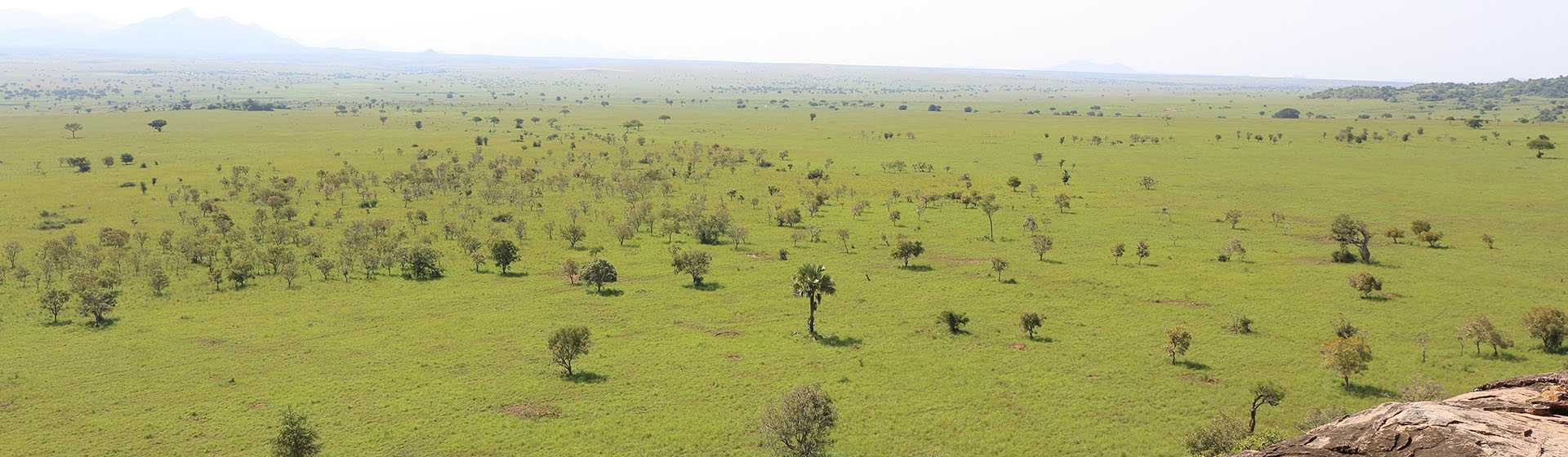 キデポ渓谷国立公園のサバンナ